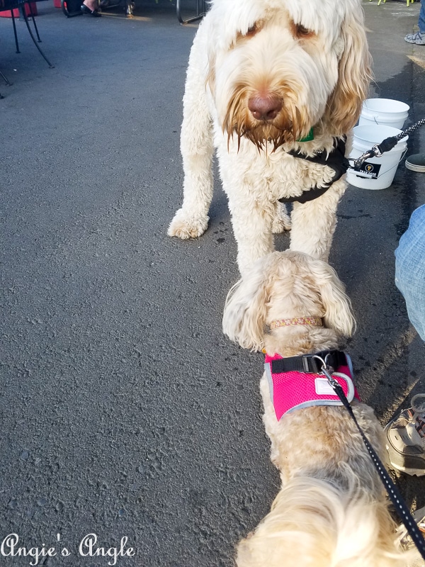 2019-Catch-the-Moment-365-Week-25-Day-172-Roxy-Making-Friends-at-Trap-Door-Brewing