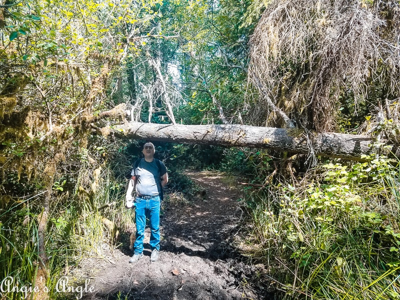 Leadbetter Point - Tree Down