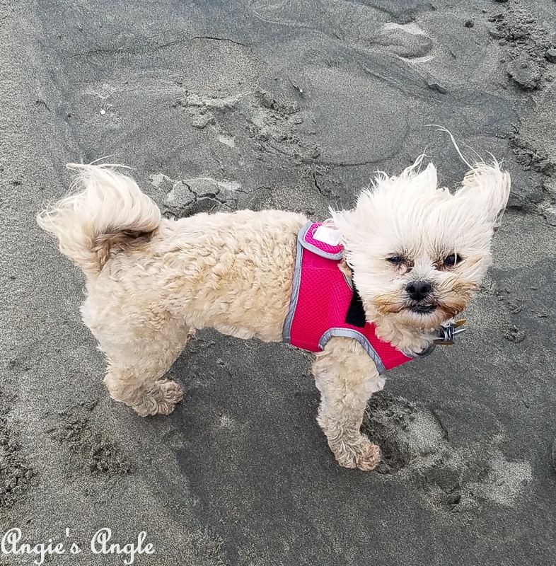 Roxy Battling the Wind and Rain