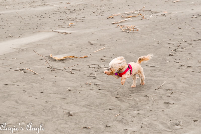 Roxy Trying to Run in the Wind