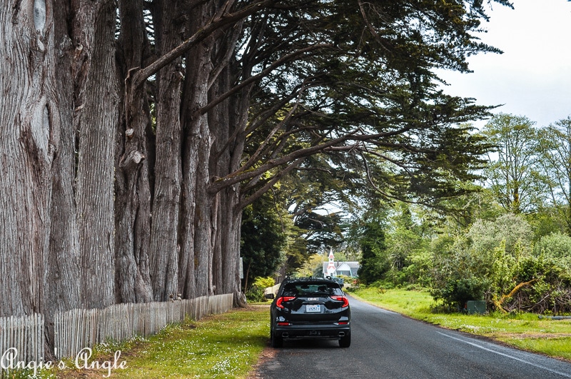 GMC Terrain Under the Trees