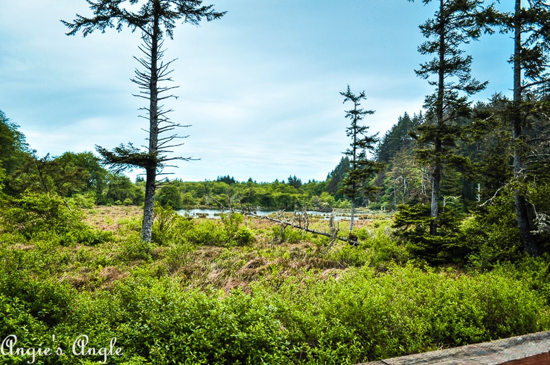 Cape Disappointment - Beards Hollow