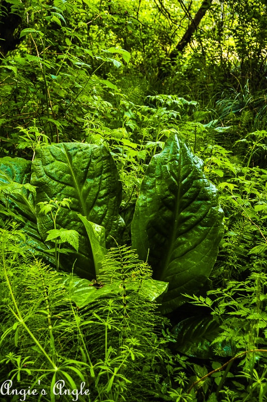 Cape Disappointment - Beards Hollow 2