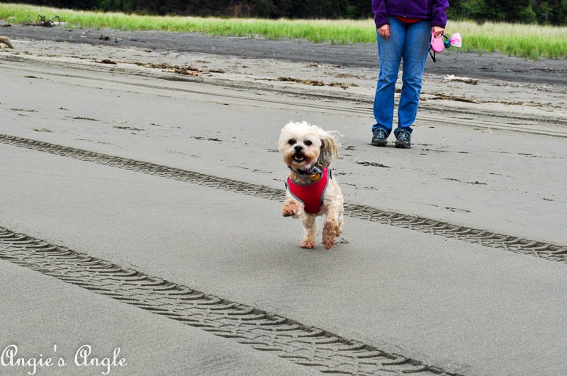 Roxy Running Free at Beards Hollow