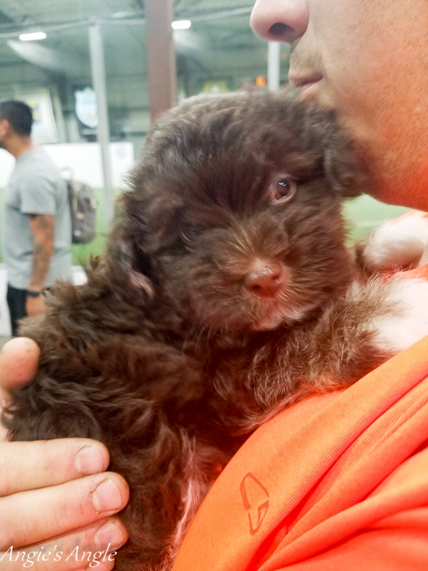 2019-Catch-the-Moment-365-Week-27-Day-183-Puppy-Cuddles