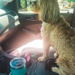 2019-Catch-the-Moment-365-Week-29-Day-200-Roxy-Doing-Errands-in-the-GMC-Yukon