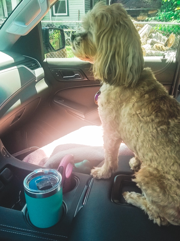 2019-Catch-the-Moment-365-Week-29-Day-200-Roxy-Doing-Errands-in-the-GMC-Yukon