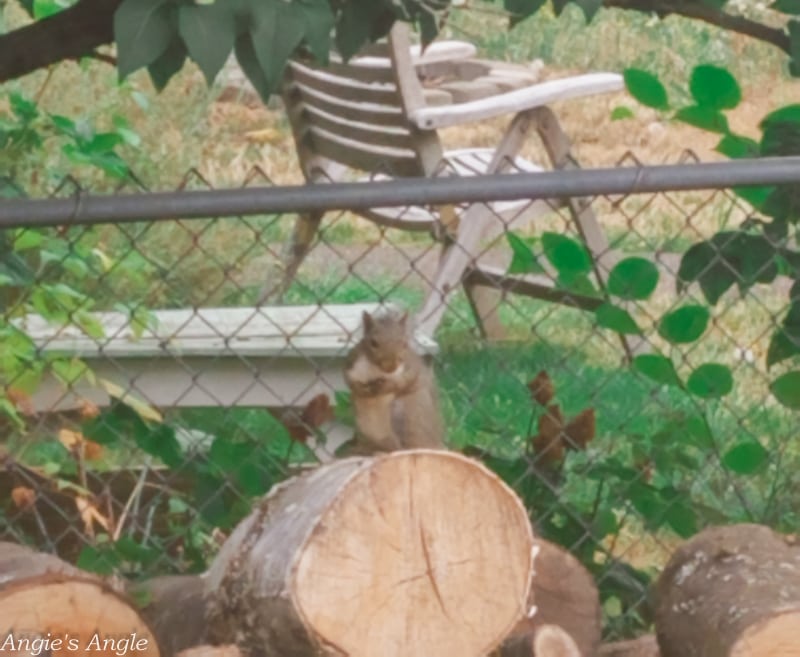 2019-Catch-the-Moment-365-Week-32-Day-219-Squirrel