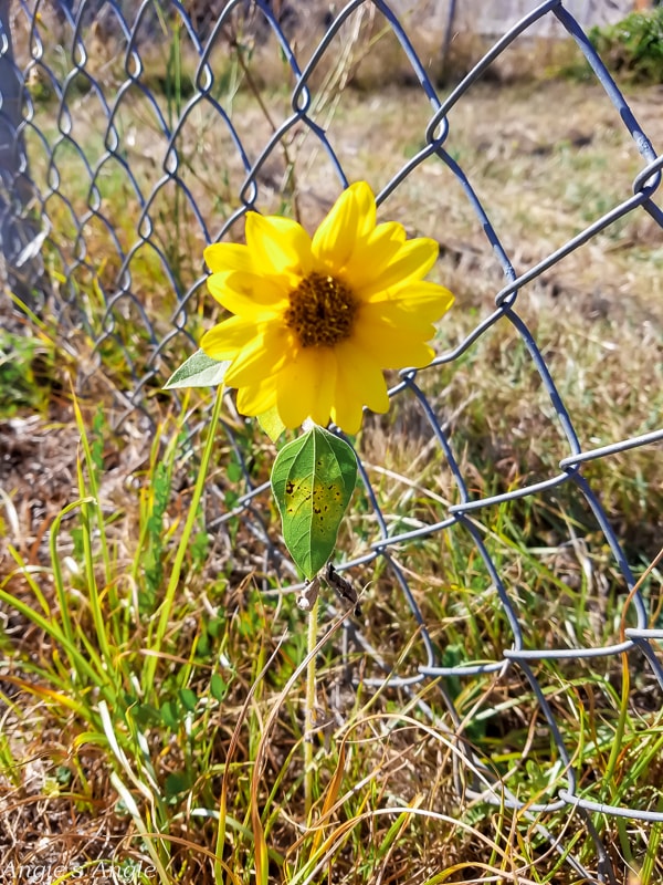 2019-Catch-the-Moment-365-Week-34-Day-237-Random-Solo-Flower