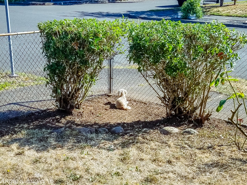 2019-Catch-the-Moment-365-Week-34-Day-238-Roxy-in-Her-Trimmed-Princess-Castle