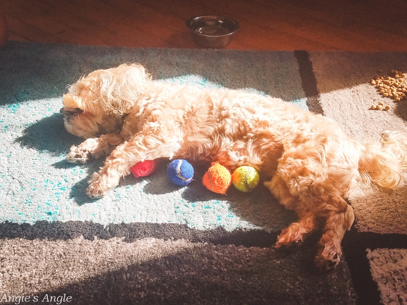 2019-Catch-the-Moment-365-Week-35-Day-243-Roxy-and-Her-Kong-Balls