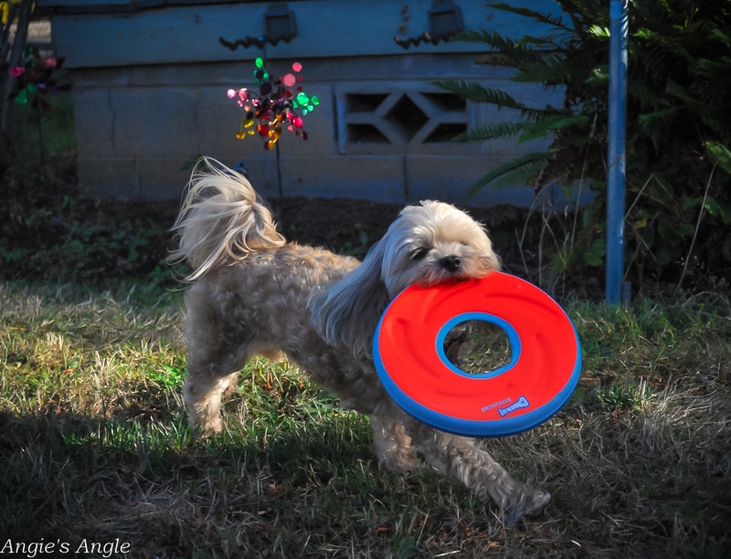 Fetch-With-Your-Dog-9