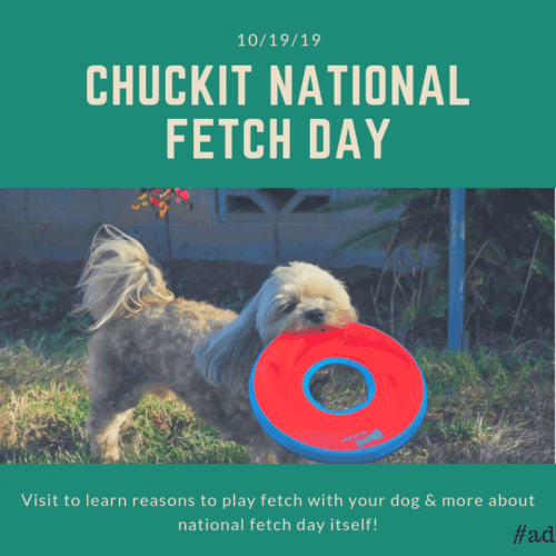 Fetch-With-Your-Dog-Social