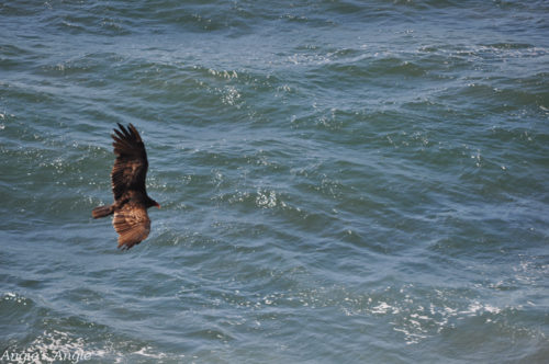 2019-Catch-the-Moment-365-Week-39-Day-267-Big-Bird-Flying-Over-Ocean