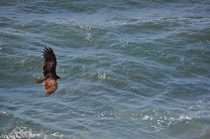 2019-Catch-the-Moment-365-Week-39-Day-267-Big-Bird-Flying-Over-Ocean