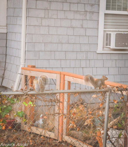 2019-Catch-the-Moment-365-Week-40-Day-277-Couple-Cute-Squirrels