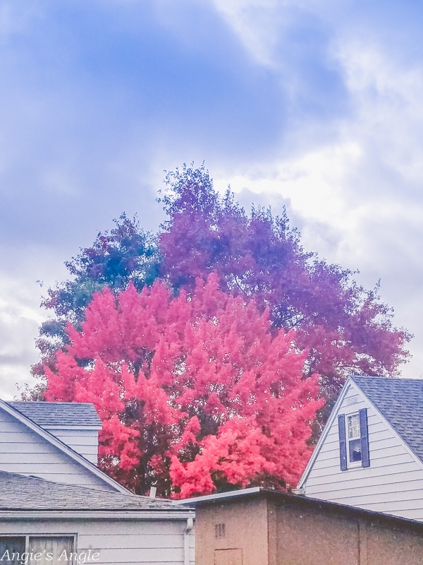 2019-Catch-the-Moment-365-Week-42-Day-292-My-Favorite-Fall-Tree