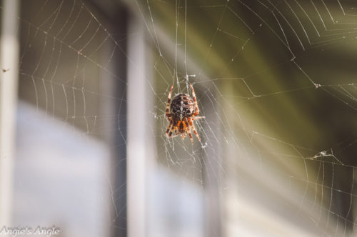 2019-Catch-the-Moment-365-Week-43-Day-300-Spider-in-Web