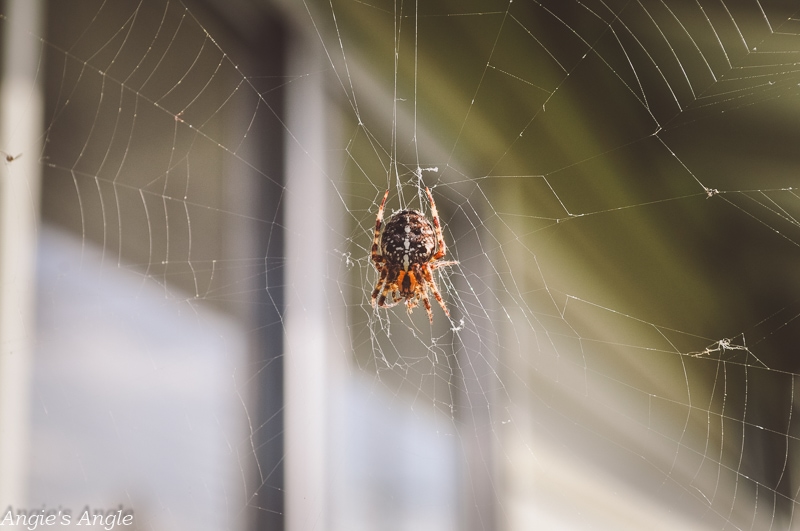 2019-Catch-the-Moment-365-Week-43-Day-300-Spider-in-Web