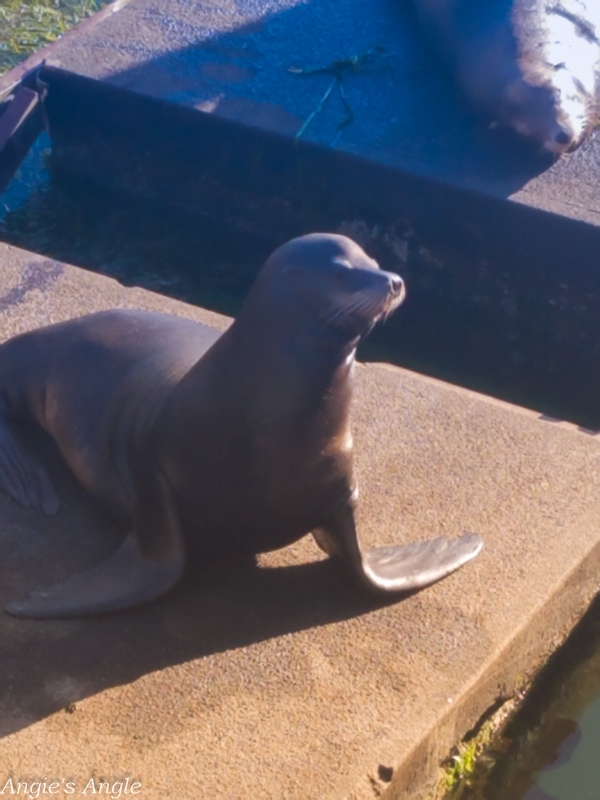 Historic Bayfront Newport Seals