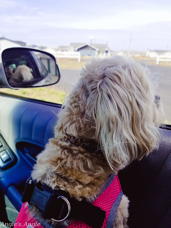 Roxy-Ready-for-First-Day-of-Exploring