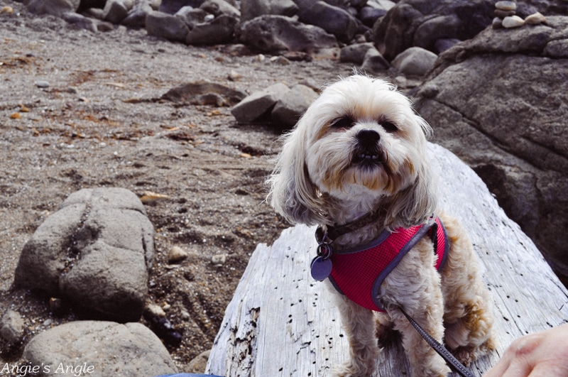 Yachats-Exploring-2