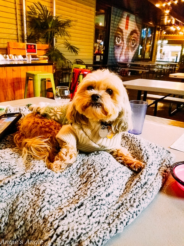 2019 Catch the Moment 365 Week 46 - Day 320 - Roxy Taking Over the Place