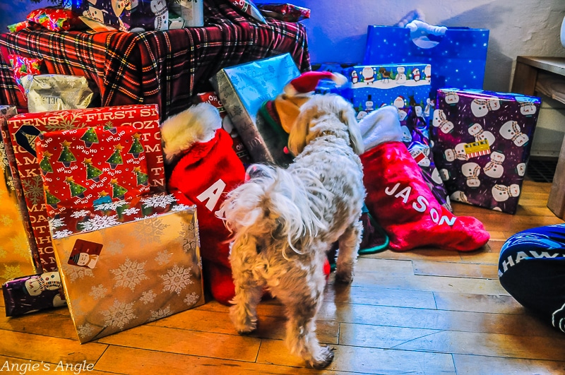 Roxy Sniffing Christmas Gifts and Stockings