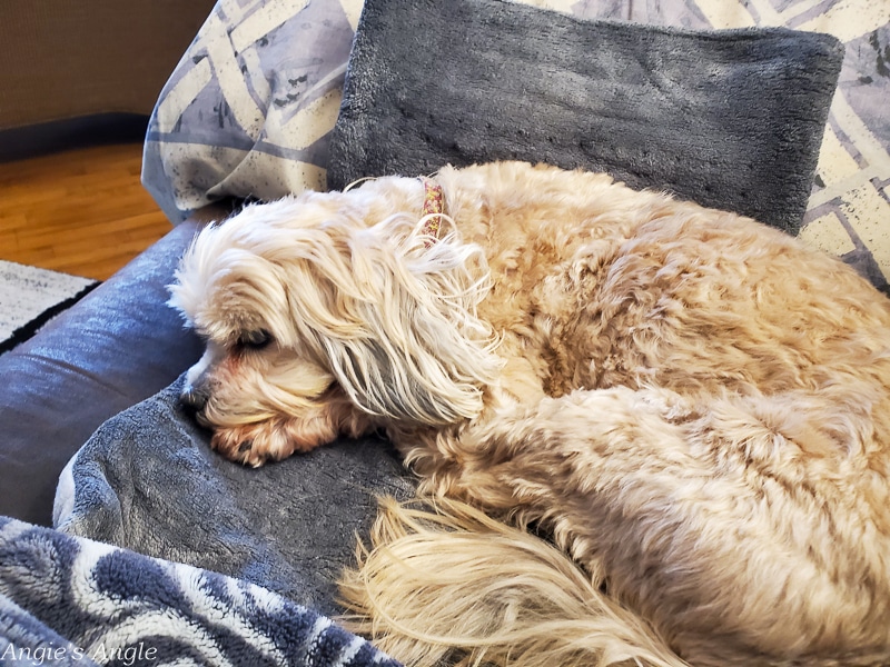 2019 Catch the Moment 365 Week 52 - Day 361 - Heating Pad Stealer