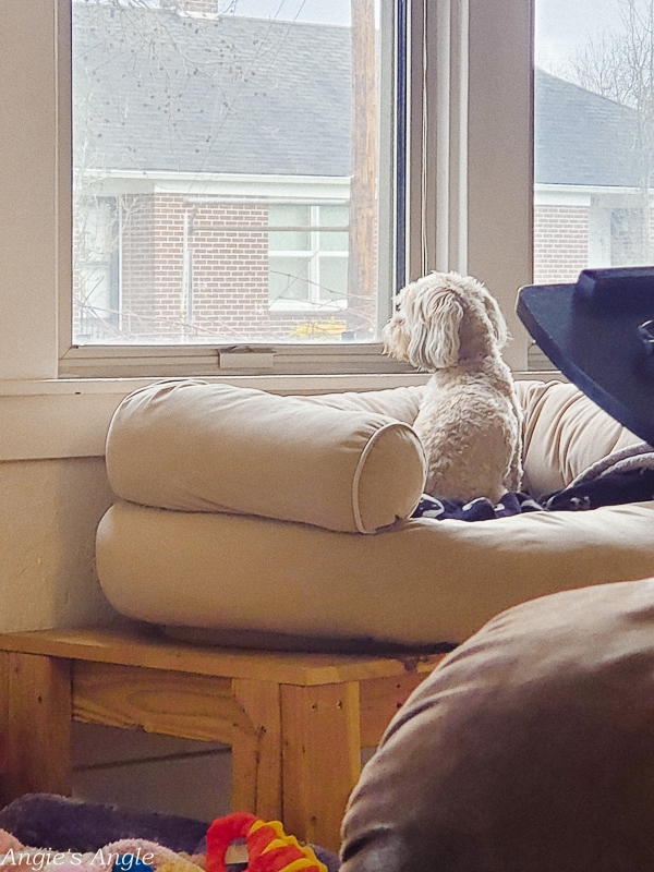 2020 Catch the Moment 366 Week 4 - Day 28 - Roxy Sits in her Bed at the Window