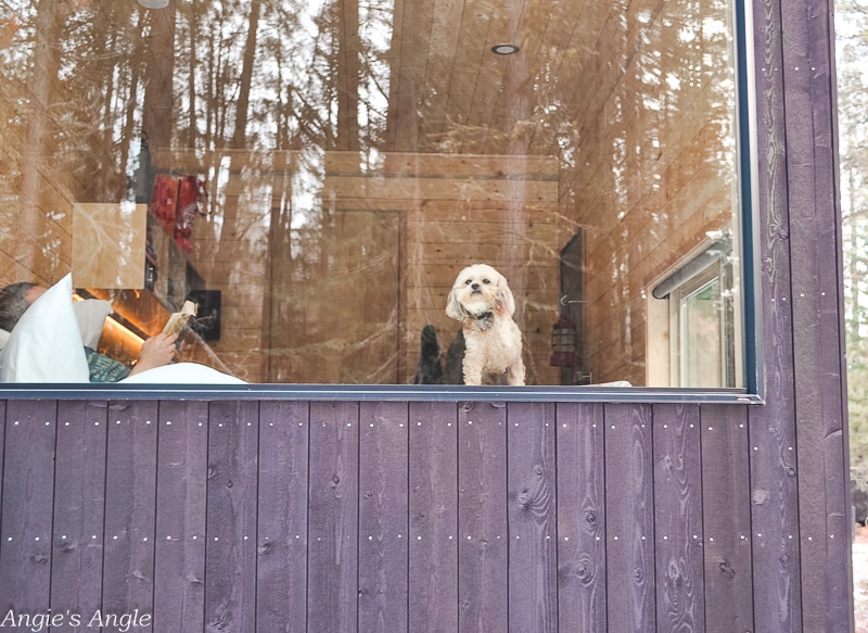 Mt Adams Getaway House - Let Me Out Says Roxy