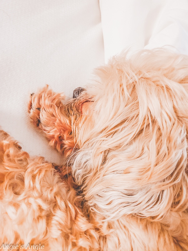 Sleepy Roxy girl at Comfort Suites Columbia River