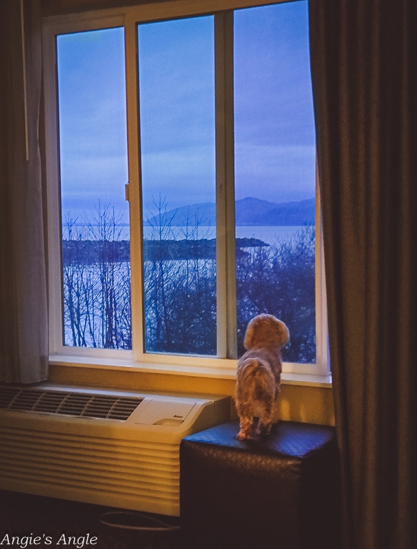 Roxy Enjoying the River View from Comfort Suites Columbia River