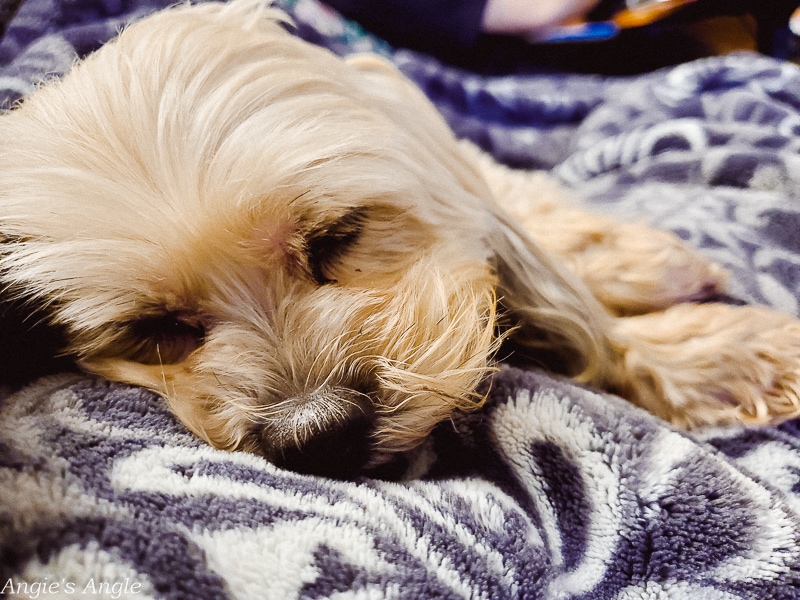 2020 Catch the Moment 366 - Week 5 - Day 30 - Cuddles