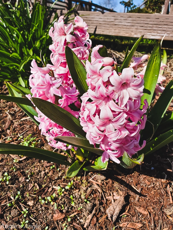 2020 Catch the Moment 366 Week 10 - Day 69 - Flowers From Walk Day One