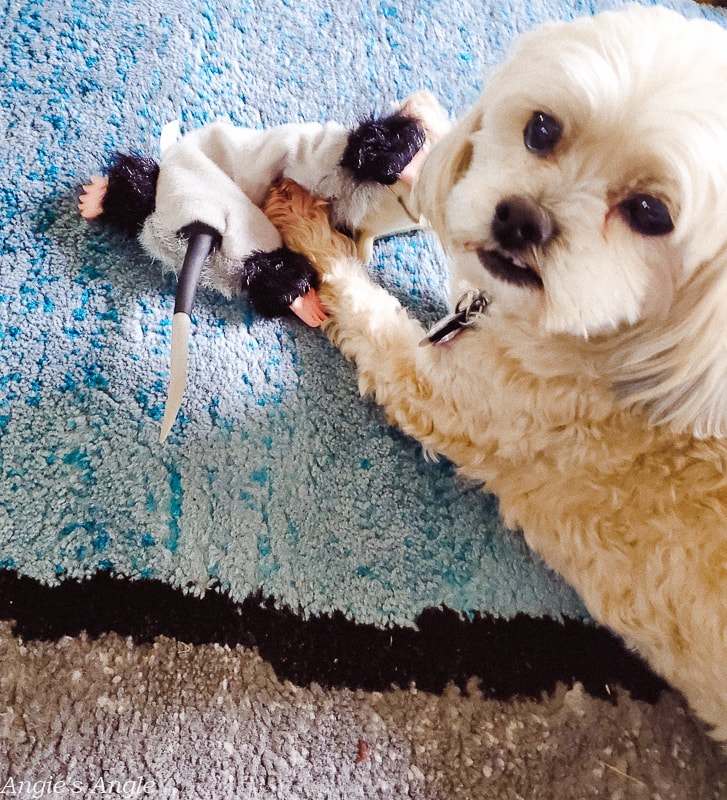 2020 Catch the Moment 366 Week 11 - Day 77 - Roxy and Her Possum