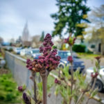 2020 Catch the Moment 366 Week 12 - Day 82 - Lilac Blooming