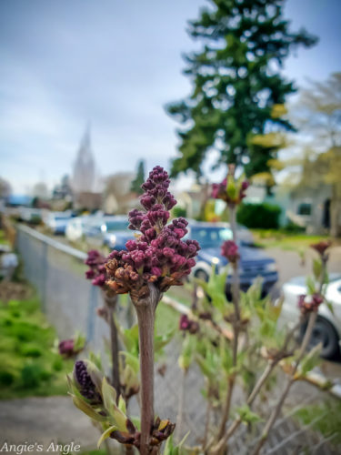 2020 Catch the Moment 366 Week 12 - Day 82 - Lilac Blooming