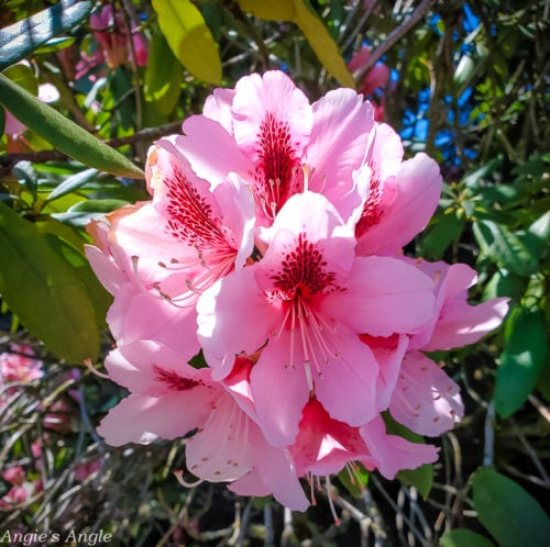 2020 Catch the Moment 366 Week 16 - Day 108 - Pretty Flowers