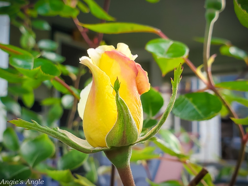 2020 Catch the Moment 366 Week 17 - Day 119 - Yellow Roses are Blooming