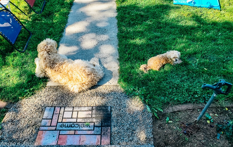 2020 Catch the Moment 366 Week 19 - Day 129 - Doggies Enjoying the Yard