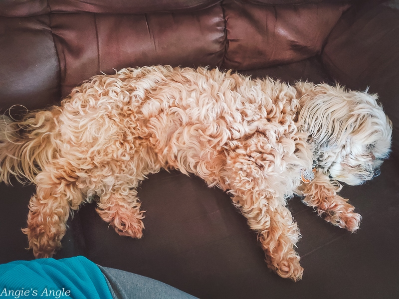 2020 Catch the Moment 366 Week 22 - Day 150 - Fluffy Little Girl