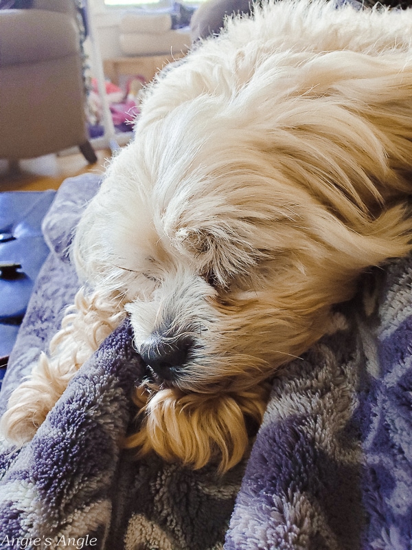 2020 Catch the Moment 366 Week 23 - Day 156 - Afternoon Snuggles