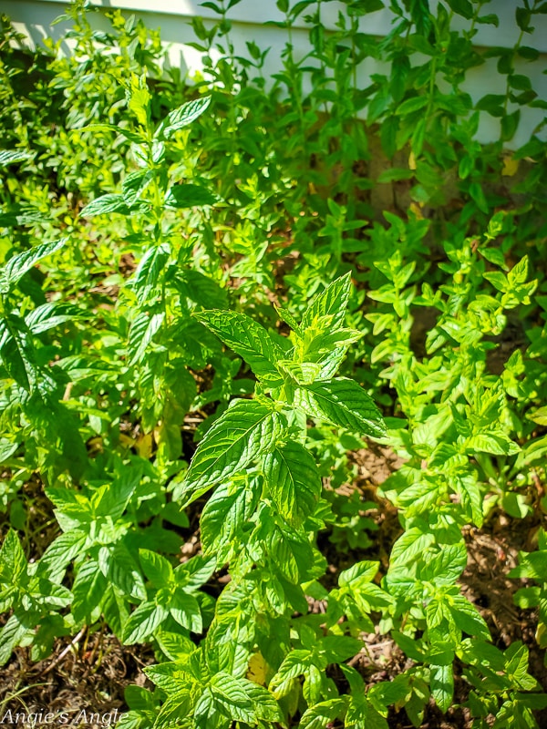 2020 Catch the Moment 366 Week 24 - Day 162 - Oh Holy Mint