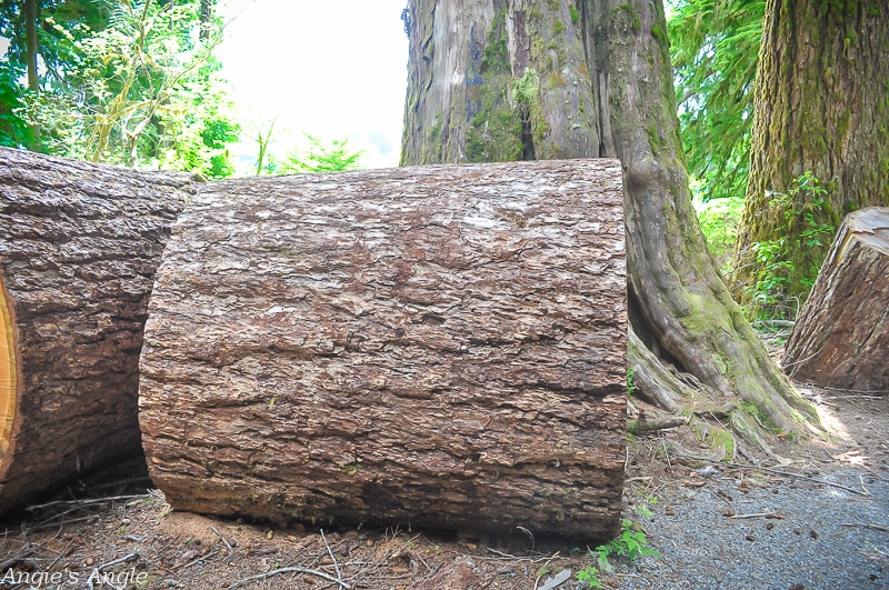 2020 Catch the Moment 366 Week 26 - Day 176 - Massive Tree Cut