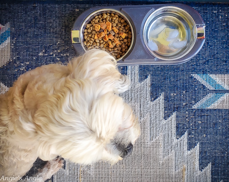 2020 Catch the Moment 366 Week 26 - Day 178 - Old Mother Hubbard Snack Time