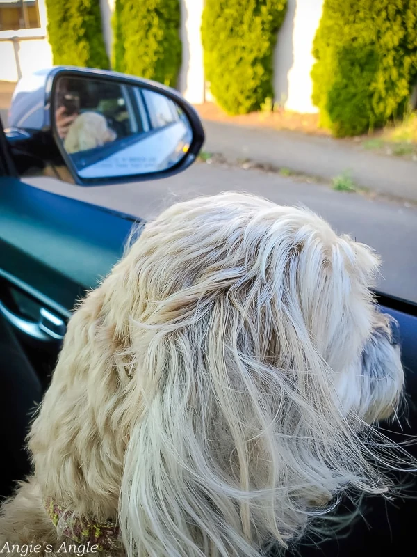 2020 Catch the Moment 366 Week 27 - Day 184 - Back Home After Long Day at Vet