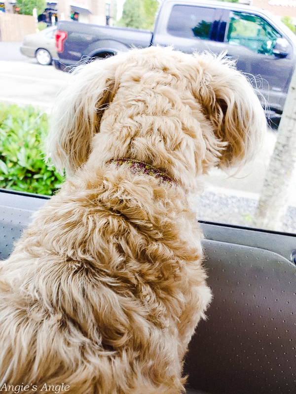 2020 Catch the Moment 366 Week 27 - Day 189 - Just Waiting Dog