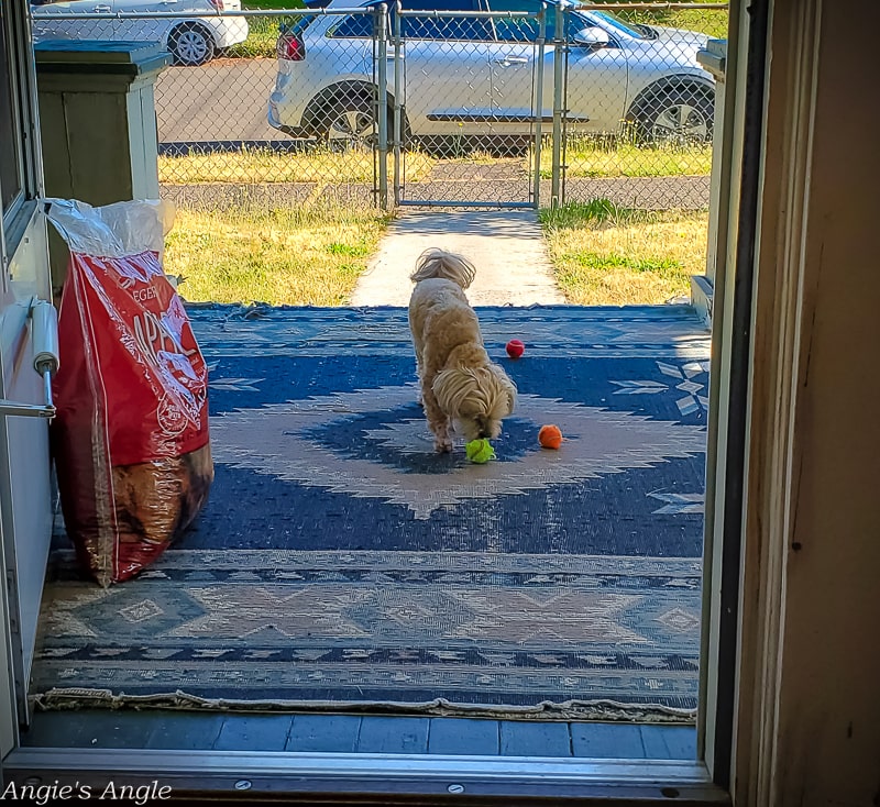 2020 Catch the Moment 366 Week 28 - Day 196 - Roxy Got Her Balls