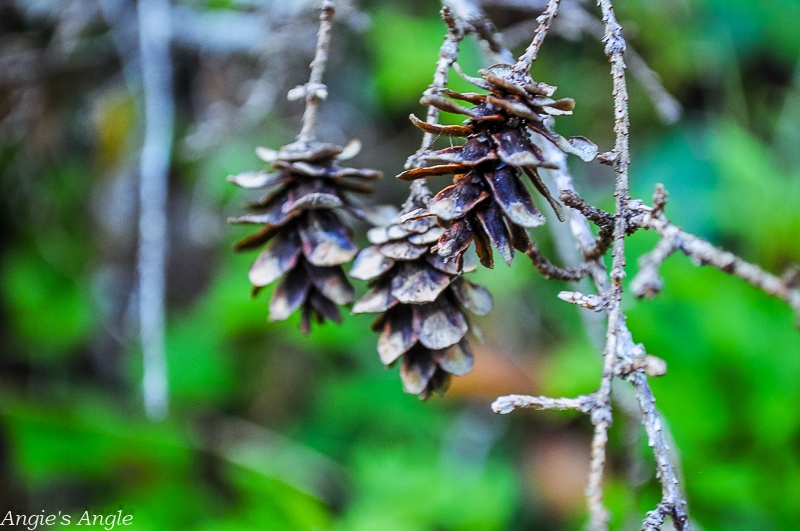 Camping at Willaby-Pinecones